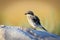 Juvenile Loggerhead Shrike on rock