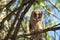 Juvenile long eared owl