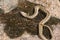 Juvenile long nosed viper on stone
