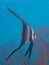 Juvenile longfin spadefish