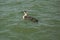 Juvenile loon floating in Gulf waters, St. Petersburg, Florida.