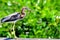 Juvenile Louisiana heron bird in Florida wetlands