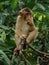 Juvenile macaque monkey eating, borneo,asia