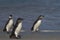 Juvenile Magellanic penguins on a sandy beach - Falkland Islands