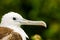 Juvenile Magnificent Frigatebird