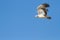 Juvenile majestic martial eagle flying to a nest