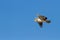 Juvenile majestic martial eagle flying to a nest in blue Kalahari sky