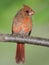Juvenile Male Cardinal