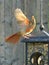 Juvenile Male Cardinal Atop a Black Metal Fly Through Bird Feeder in Full Display of Wings and Tail
