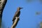Juvenile male Common Flicker bird calling