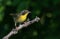 A Juvenile male Common Yellowthroat