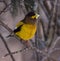 Juvenile male evening grosbeak (Hesperiphona vespertina)