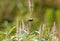 Juvenile male Fire-tailed Sunbird (Aethopyga ignicauda)