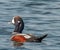 Juvenile Male Harlequin Duck