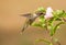 Juvenile male Hummingbird feeding on an Althea