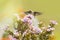 Juvenile male Hummingbird feeding on a pink Phlox flower
