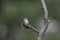 Juvenile Male Hummingbird having a morning stretch