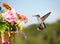 Juvenile male Hummingbird hovering