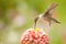 Juvenile male Hummingbird hovering