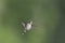 Juvenile male Hummingbird with new rubies on his gorget