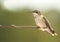 Juvenile male Hummingbird resting