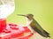 Juvenile male Hummingbird sitting on a feeder