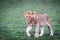 Juvenile male lion walking in the green grass of the Masai Mara