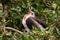 Juvenile Male Magnificent Frigatebird (Fregata magnificens) from