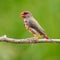 Juvenile male Red Avadavat