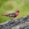 Juvenile male Red Avadavat