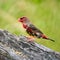 Juvenile male Red Avadavat