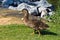 Juvenile Mallard