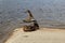 Juvenile mallard duck flapping its wings