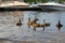 Juvenile mallard duck swimming alongside the boat