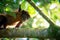 Juvenile Mantled Howler Monkey eating a leaf taken in Tortuguero, Costa Rica