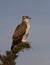 Juvenile Martial Eagle