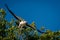 Juvenile martial eagle flies off from tree