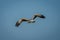 Juvenile martial eagle flies under blue sky