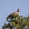 Juvenile Martial Eagle Kruger National Park