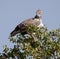 Juvenile Martial Eagle Kruger National Park