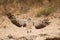 Juvenile Martial Eagle landing