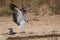 Juvenile Martial Eagle landing