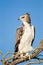 Juvenile Martial Eagle learning to fly in the Kalahari desert