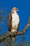 Juvenile martial eagle Polemaetus bellicosus perched in a tree with a bright blue sky background