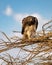 Juvenile martial eagle, Polemaetus bellicosus, a vulnerable species, perched on branches of budding acacia tree with blue sky bac