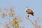 Juvenile Martial Eagle at Treetop
