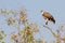 Juvenile Martial Eagle at Treetop