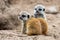 Juvenile meerkats resting in the sandy soil of their natural habitat