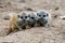 Juvenile meerkats resting in the sandy soil of their natural habitat