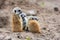 Juvenile meerkats resting in the sandy soil of their natural habitat